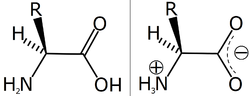 Thumbnail for File:Amino acid zwitterion.png