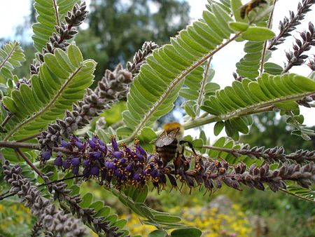 Amorpha nana.jpg