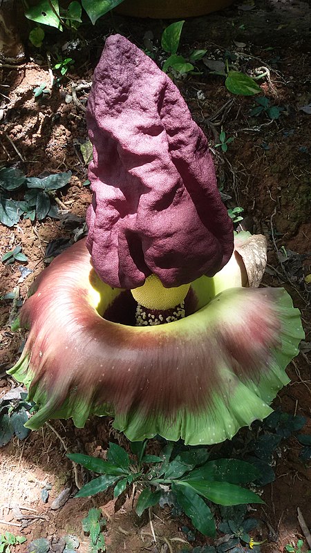 Fail:Amorphophallus_Paeoniifolius_f.jpg