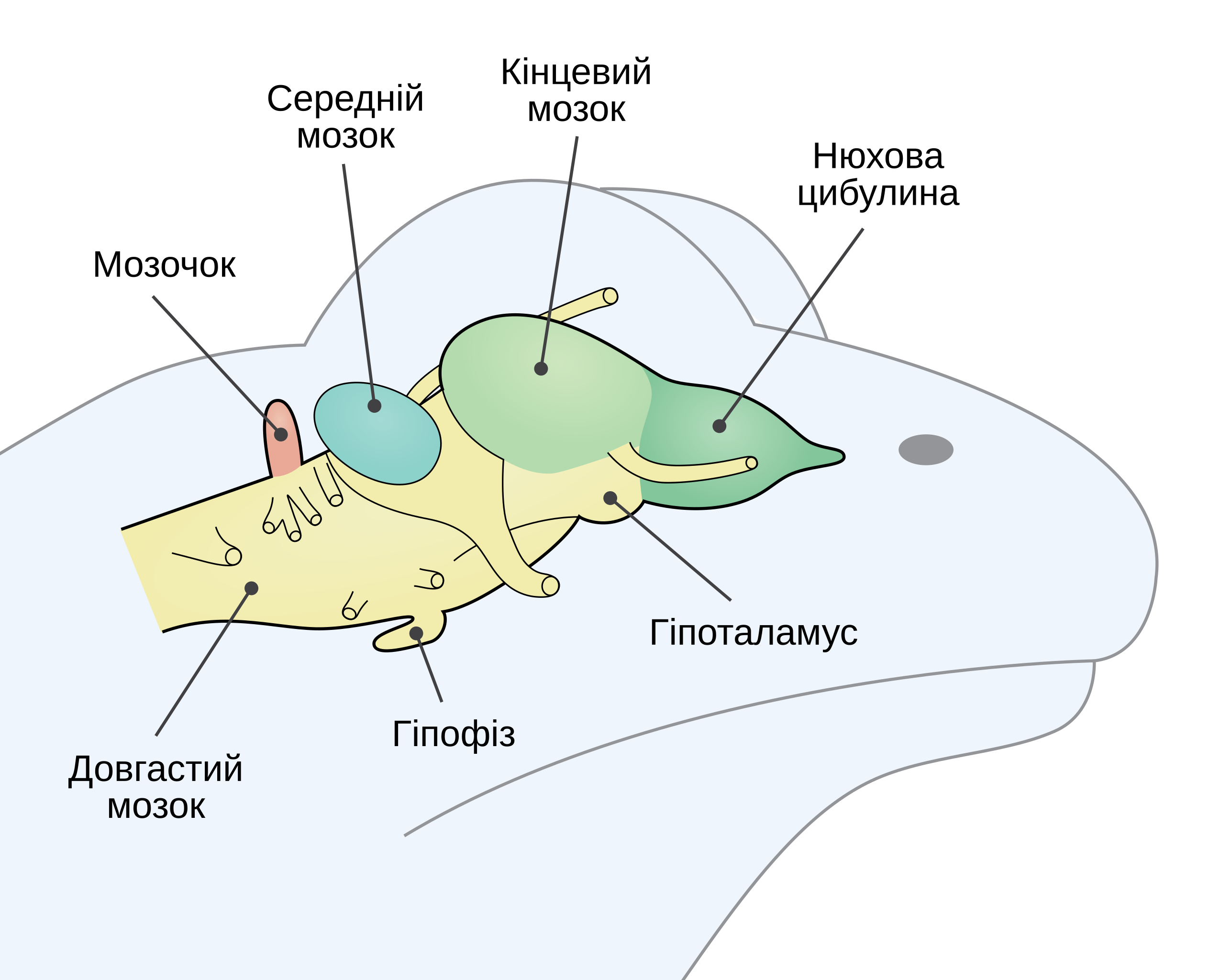 Нервная система лягушки рисунок