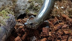 Resmin açıklaması Amphiglossus_reticulatus.jpg.