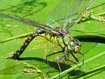 Vignette pour Anax nigrofasciatus