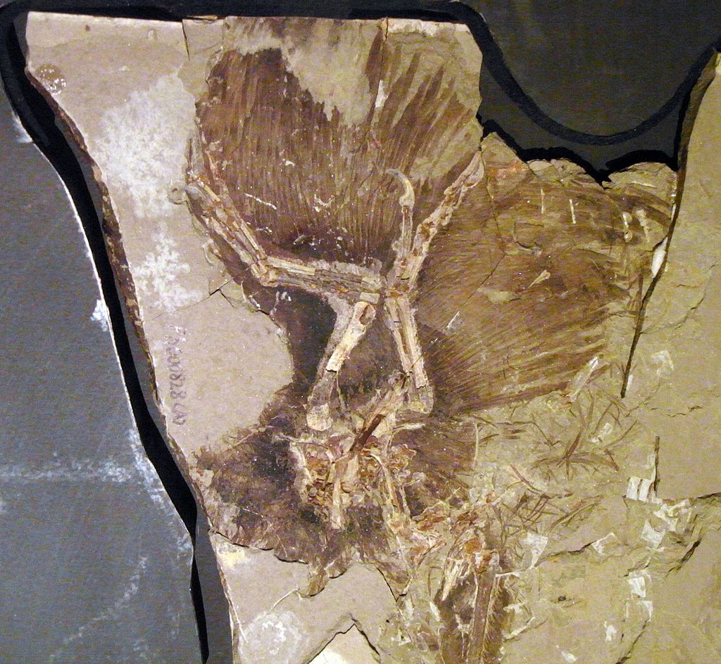 1024px-Anchiornis_feathers.jpg