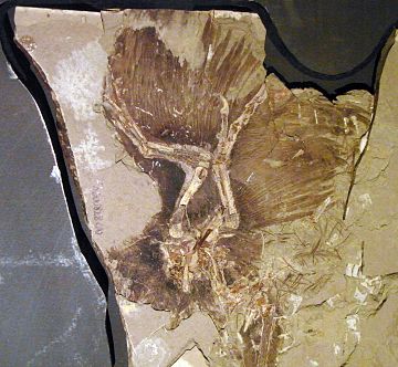 Anchiornis huxleyi is an important source of information on the early evolution of birds in the Late Jurassic period.[19]