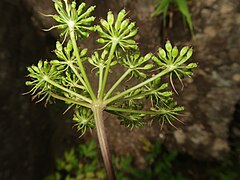 複散形花序の下の総苞片は無く、小花序の下の小総苞片は多数ある。