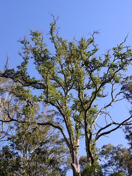 Angophora subvelutina