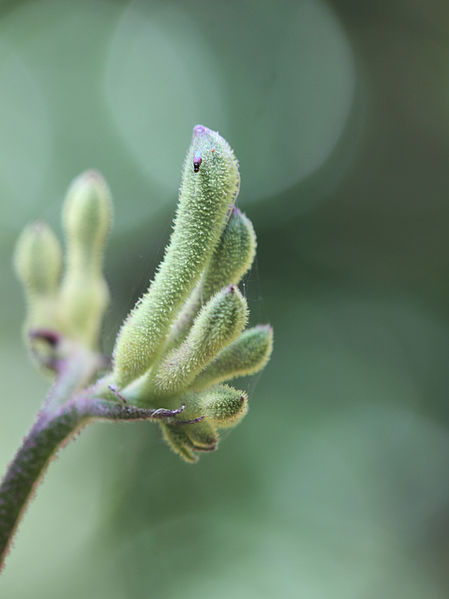 File:Anigozanthos (Kangaroo Paw) (5166100245).jpg