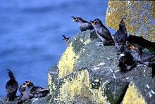 Crested auklets on a cliffside Anim1910 - Flickr - NOAA Photo Library.jpg