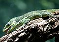 Cuban Giant Anole