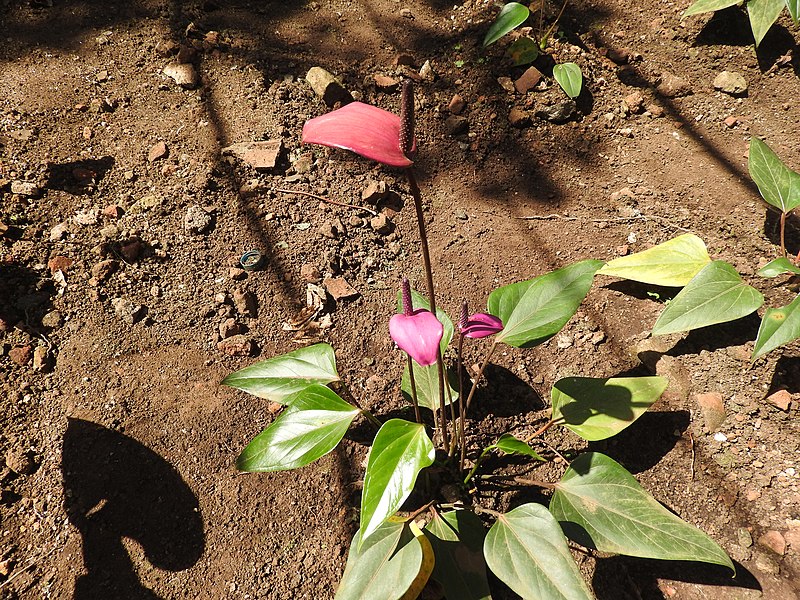 File:Anthurium andraeanum hybrids-7-tnau-yercaud-salem-India.jpg