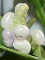 Froitos de Anthurium scandens