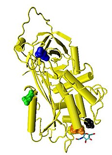 <span class="mw-page-title-main">Antithrombin</span> Mammalian protein found in Homo sapiens