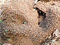 Ants nest 02.jpg