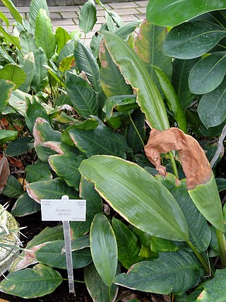 <i>Anubias afzelii</i> Species of aquatic plant