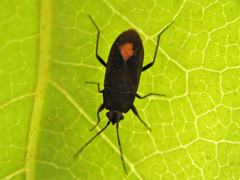 Dorsalansicht auf einem Blatt in Portugal