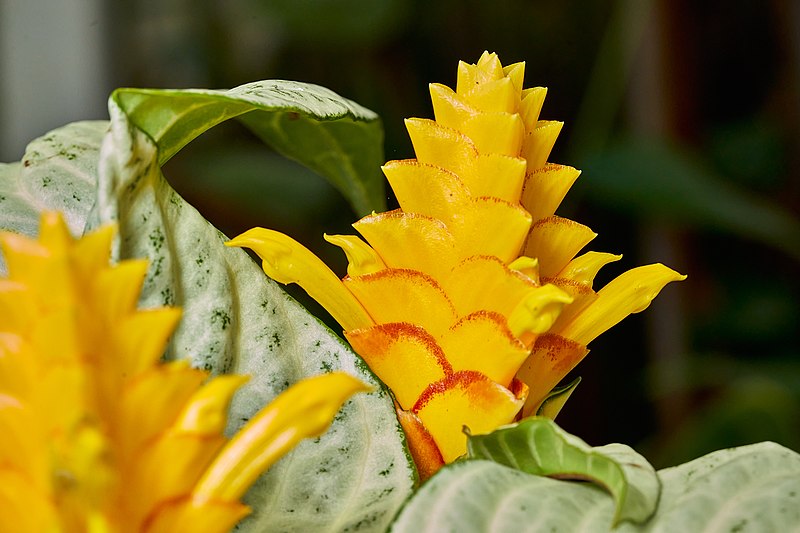 File:Aphelandra squarrosa 'Snowflake' (49375441987).jpg