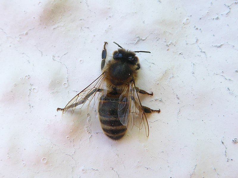 File:Apis mellifera Pinewood 03.jpg