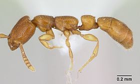 Apomyrma stygia