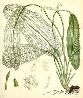 <i>Aponogeton madagascariensis</i> species of plant