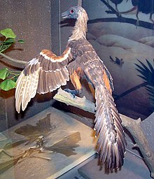 Archaeopteryx model, Bristol Museum, England.jpg
