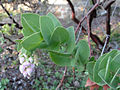 Thumbnail for Arctostaphylos refugioensis