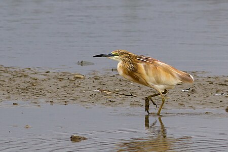 Ardeola ralloides (Squacco Heron)