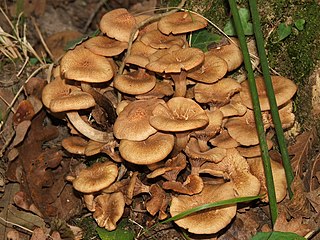 <i>Armillaria tabescens</i> Species of fungus