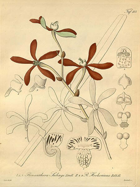 Armodorum sulingi