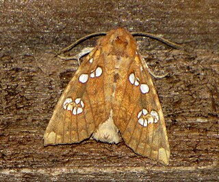 <i>Papaipema</i> Genus of moths