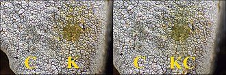 Chemical spot tests on the crustose and saxicolous lichen Aspicilia epiglypta Aspicilia epiglypta 717814.jpg