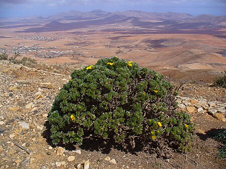 Asteriscus sericeus