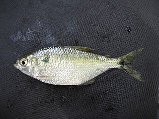 <i>Astyanax caucanus</i> Species of fish