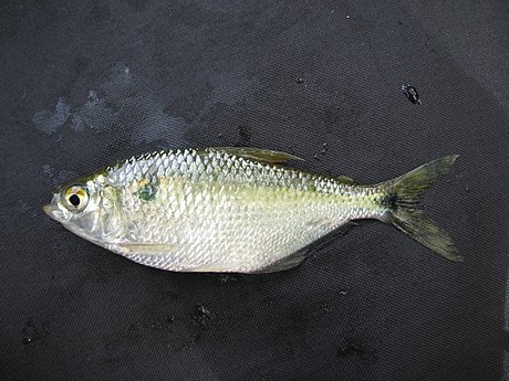 考卡河麗脂鯉