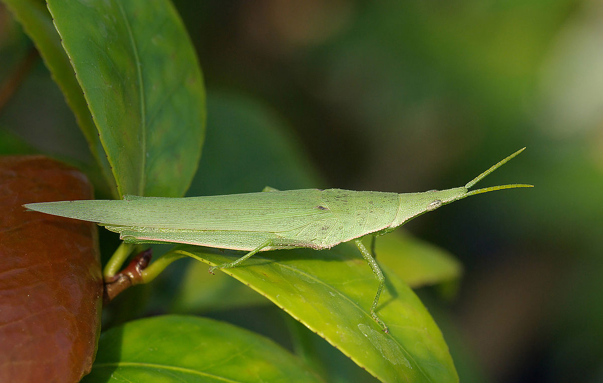 ファイル:Atractomorpha lata October 2007.jpg - Wikipedia