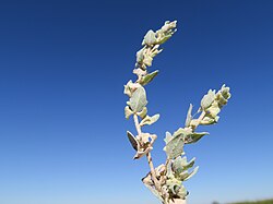 Atriplex angulata - Fan Saltbush NWP 5.jpg