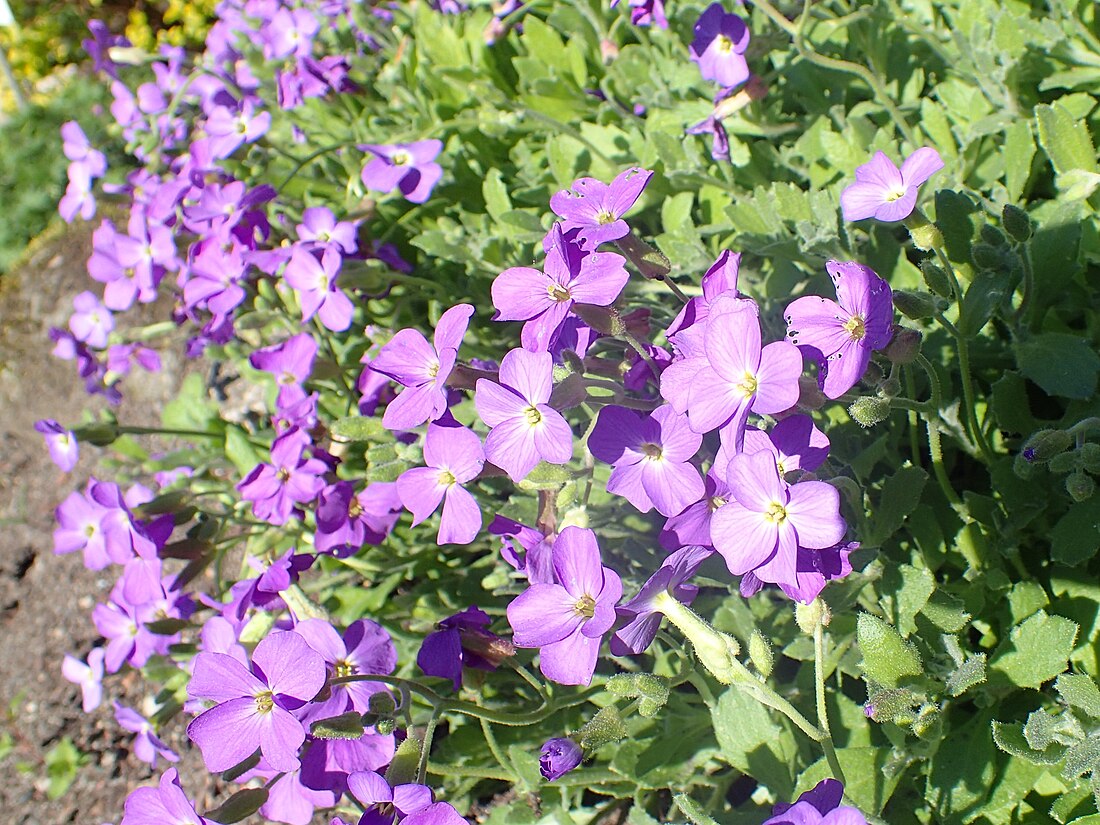 Aubrieta libanotica