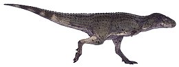 Az Aucasaurus rekonstrukciója