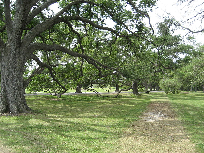 File:AudubonSideAp07Oaks.jpg