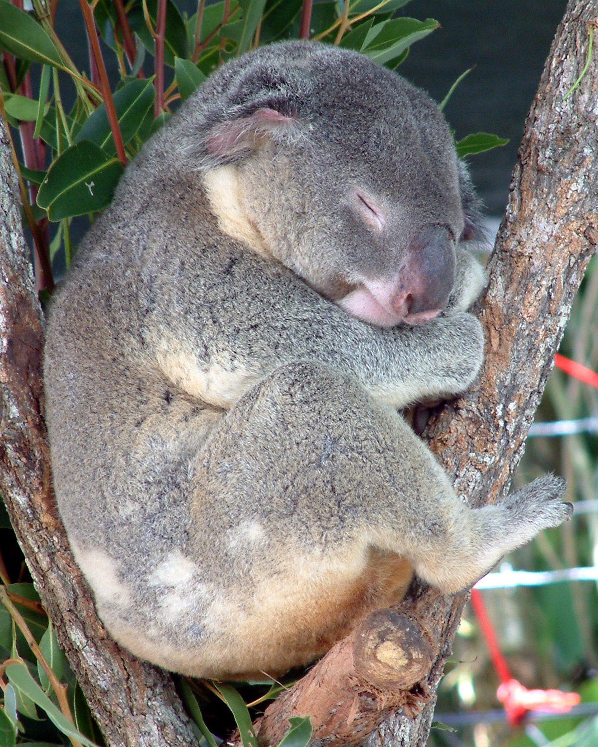 File:Australia Cairns Koala.jpg - Wikipedia