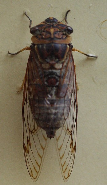 File:AustralianMuseum cicada specimen 19.JPG