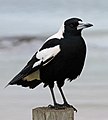 Australian Magpie