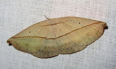 Auzea c-w arenosa (7234126624) .jpg