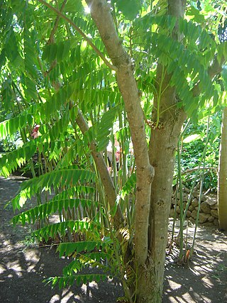 <i>Averrhoa bilimbi</i> Species of tree