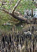 aerial roots, full of plastic debris