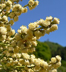 Baccharis articulata 4.jpg