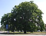 Bad Schwartau - Naturdenkmal - Eiche.JPG