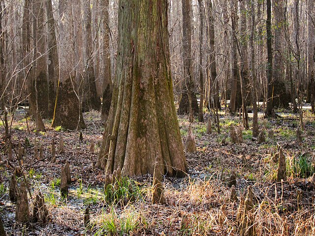 Congaree National Park in South Carolina