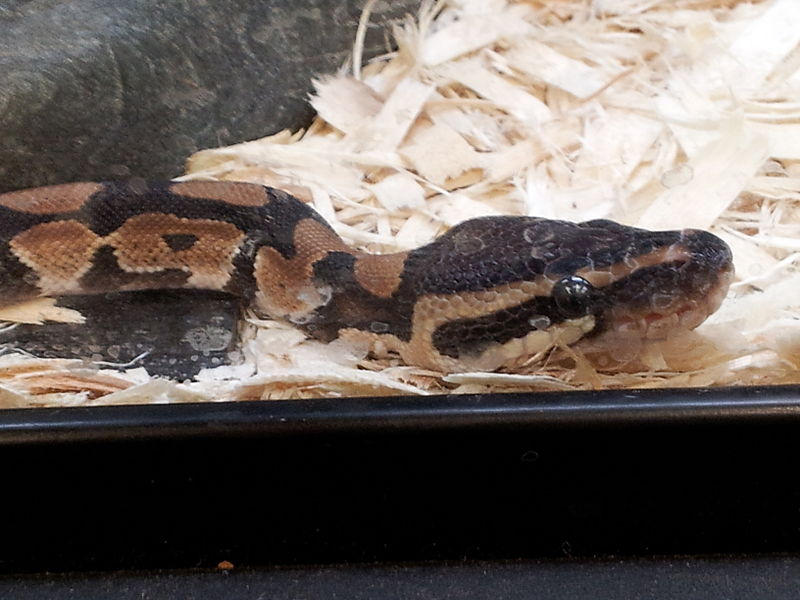 File:Ball python (Python regius) at Petco in Jacksonville, Florida (2).jpg