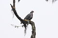 Band-tailed Pigeon (Patagioenas fasciata) (4856419357).jpg