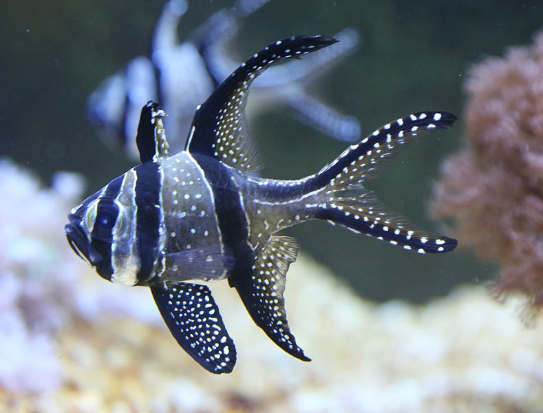 File:Banggai-Kardinalbarsch Pterapogon kauderni Tierpark Hellabrunn-2.jpg